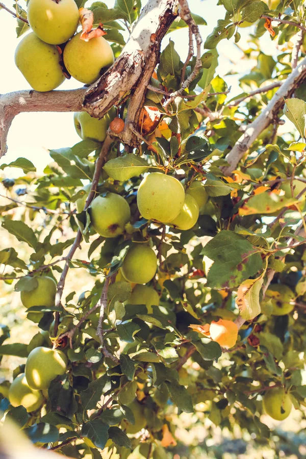 Potatura professionale alberi da frutto in Ticino