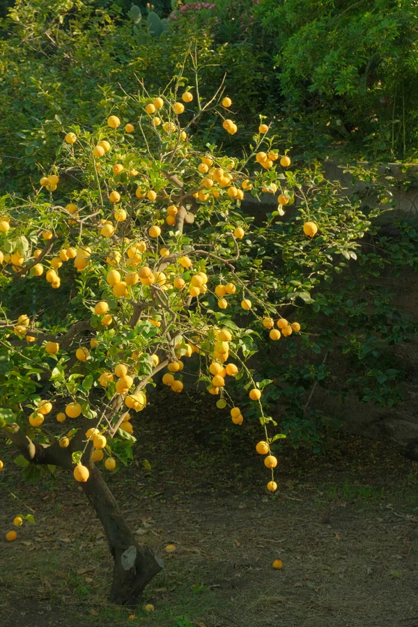 Potatura alberi da frutto per migliorare la produzione