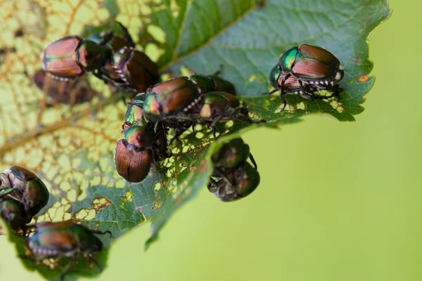 Danni Popillia Japonica foglie scheletrizzate e prato distrutto
