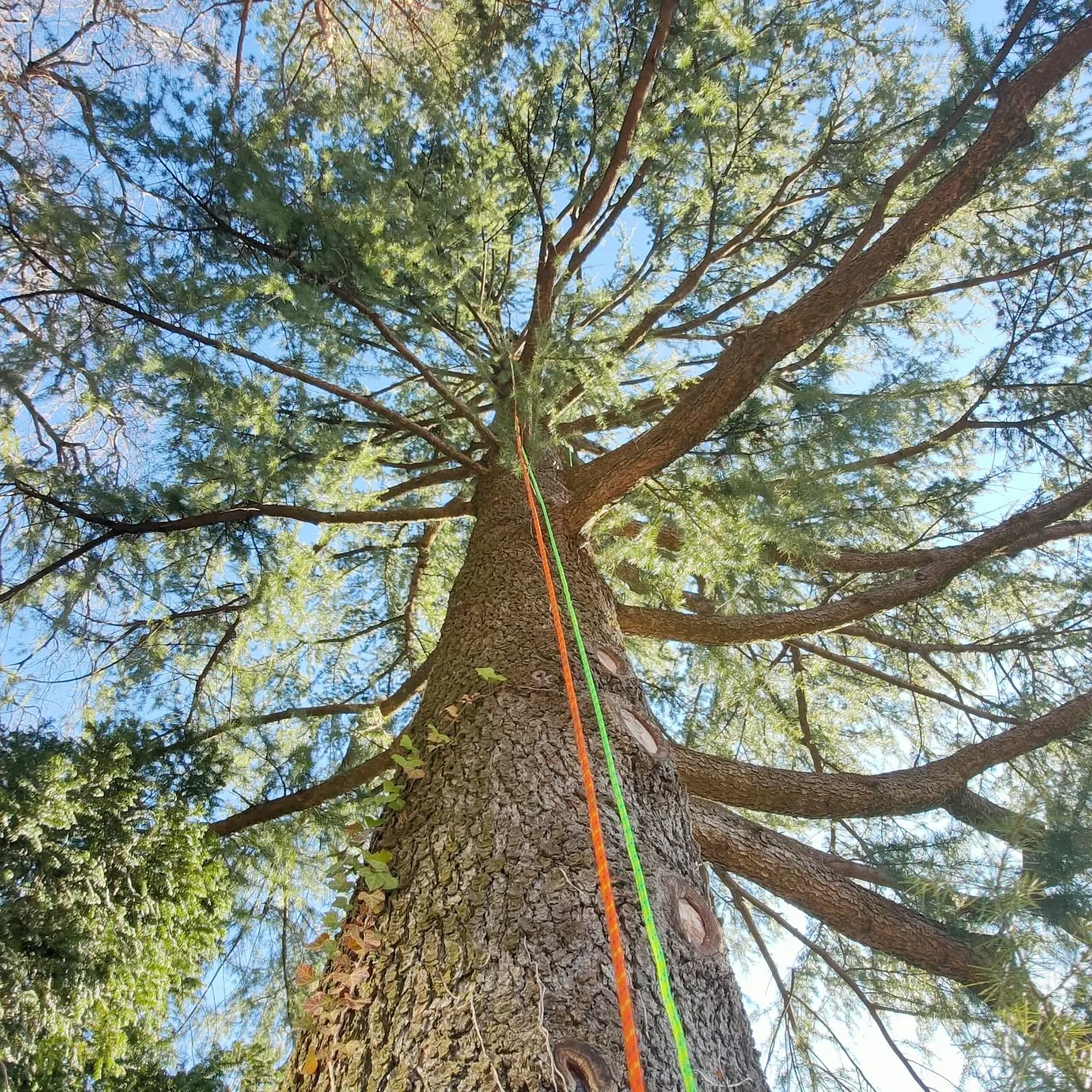Potatura e arboricoltura professionale in Ticino