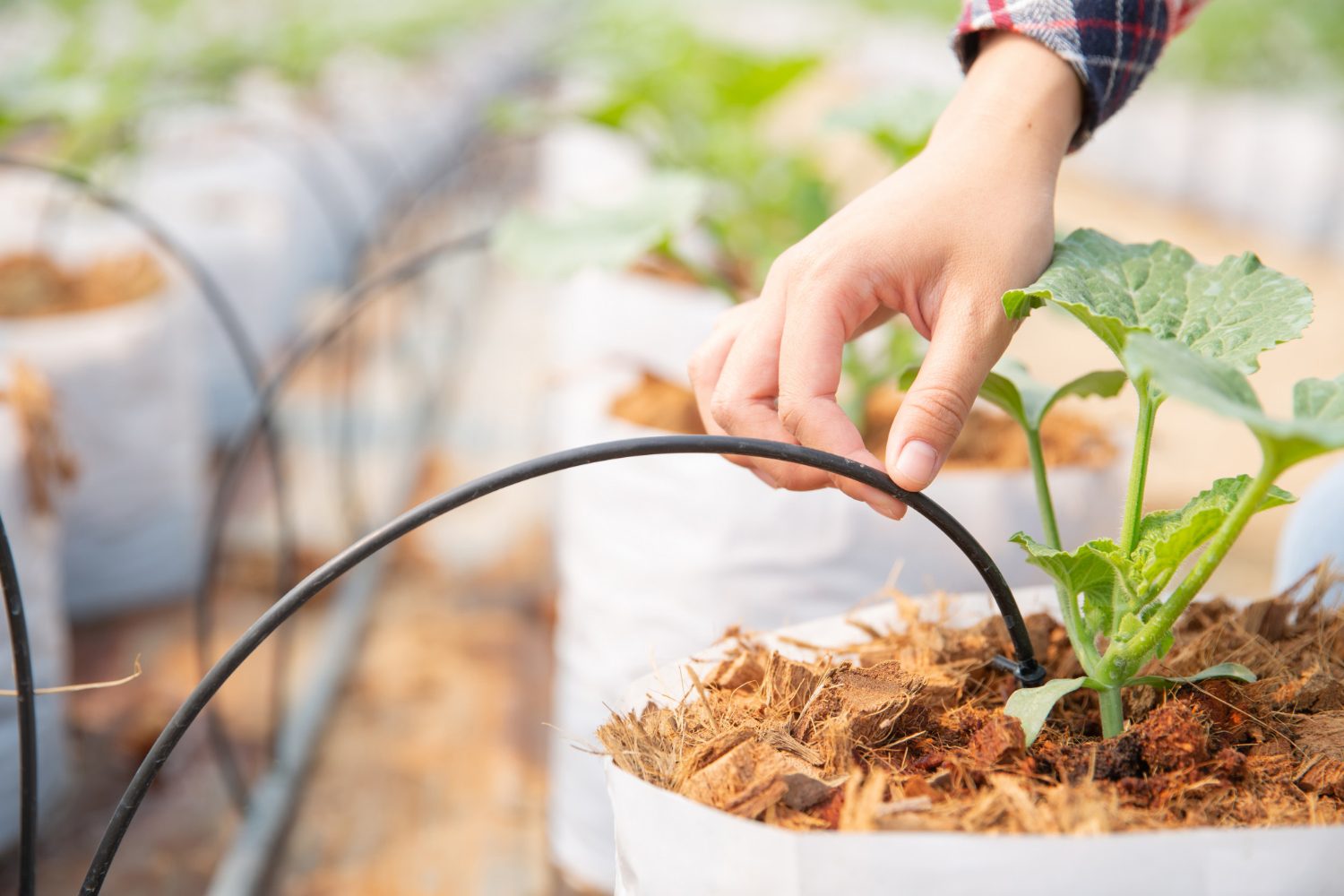Impianto di irrigazione per piante e aiuole