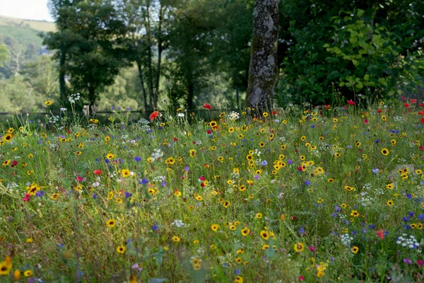 Prati fioriti biodiversità e irrigazione sostenibile