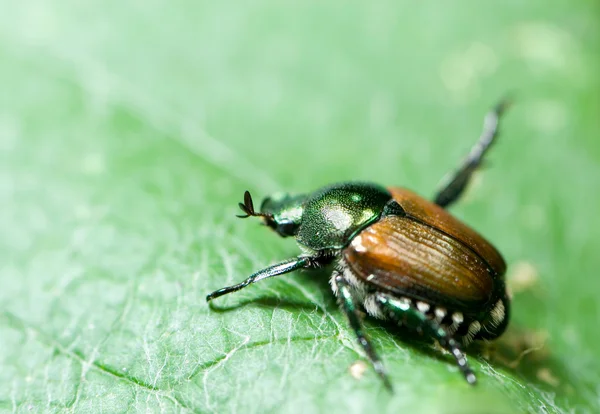 Danni da Popillia Japonica su prato e piante in Ticino