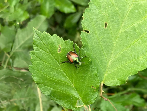 Danni da Popillia Japonica su prato e piante in Ticino