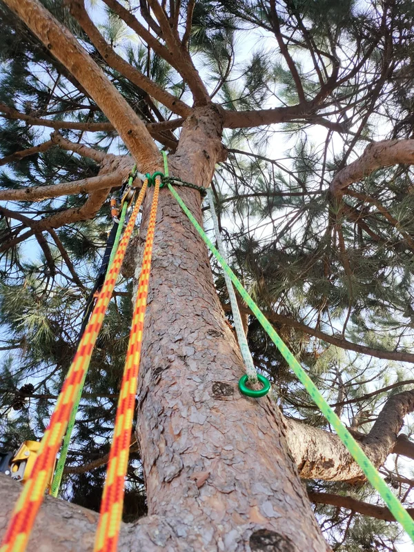Filosofia arboricoltura cura alberi