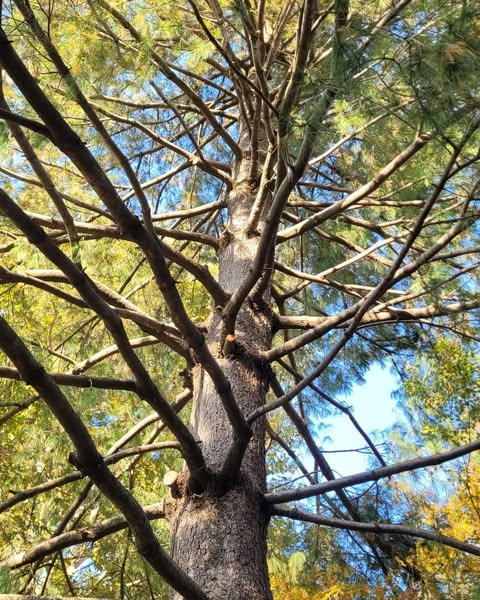 Tree climbing potatura alberi alto fusto Ticino