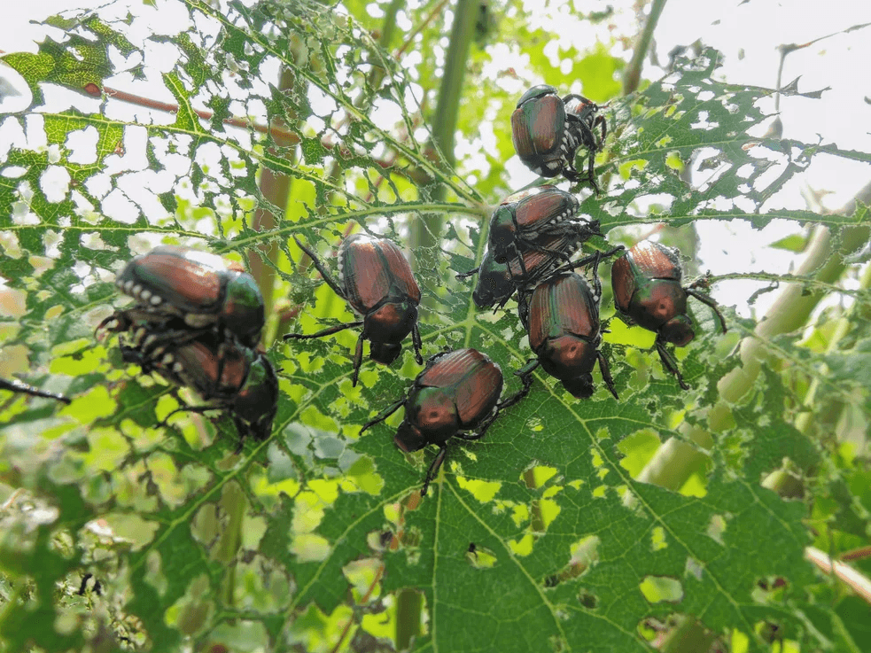Lotta alla Popillia Japonica Ticino